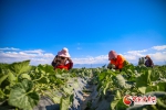 銆愰檱鎷嶅銆戠敇鑲冮厭娉夛細鐩涘鏃惰妭鐢扮蹇 - 中国甘肃网