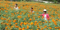 康县大堡镇：万寿菊种植成为群众增收新亮点 - 中国甘肃网
