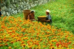 康县大堡镇：万寿菊种植成为群众增收新亮点 - 中国甘肃网