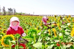临泽：千亩向日葵开出“致富花” - 中国甘肃网