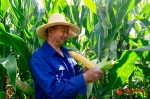 会宁：玉米套大豆助农双增收 - 中国甘肃网