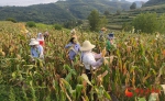 徽县永宁镇：500亩制种玉米喜获丰收 - 中国甘肃网