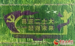 【小康路上看老乡】靖远东湾彩色水稻进入最佳观赏期 - 中国甘肃网