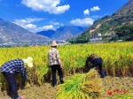 武都两水：百亩水稻喜获丰收 - 中国甘肃网