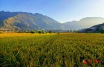 武都两水：百亩水稻喜获丰收 - 中国甘肃网