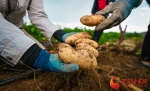 定西：写好薯“文章” 助推马铃薯全产业链高质量发展 - 中国甘肃网