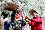 文县：油橄榄丰收采摘忙 - 中国甘肃网
