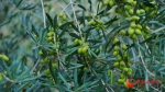 武都：橄榄树上结出“幸福果” - 中国甘肃网