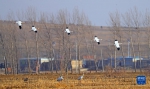 辽宁法库：獾子洞湿地迎来候鸟迁徙高峰期 - 人民网