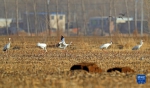 辽宁法库：獾子洞湿地迎来候鸟迁徙高峰期 - 人民网