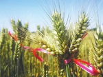完善小麦良繁体系 夯实粮食安全根基——甘肃省全力推动冬小麦绿色高质高效生产 - 中国甘肃网