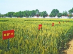 完善小麦良繁体系 夯实粮食安全根基——甘肃省全力推动冬小麦绿色高质高效生产 - 中国甘肃网