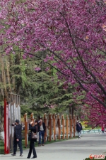 銆愮櫨鑺辩唤鏀剧鐢樿們路闄囨媿瀹戠晠娓稿叞宸炴鐗╁洯 鍊惧惉鏄ュぉ鑴氭澹 - 中国甘肃网