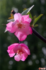 銆愮櫨鑺辩唤鏀剧鐢樿們路闄囨媿瀹戠晠娓稿叞宸炴鐗╁洯 鍊惧惉鏄ュぉ鑴氭澹 - 中国甘肃网